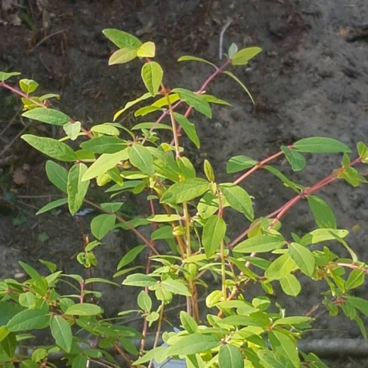 Plant image Lonicera caerulea var. kamtschatica