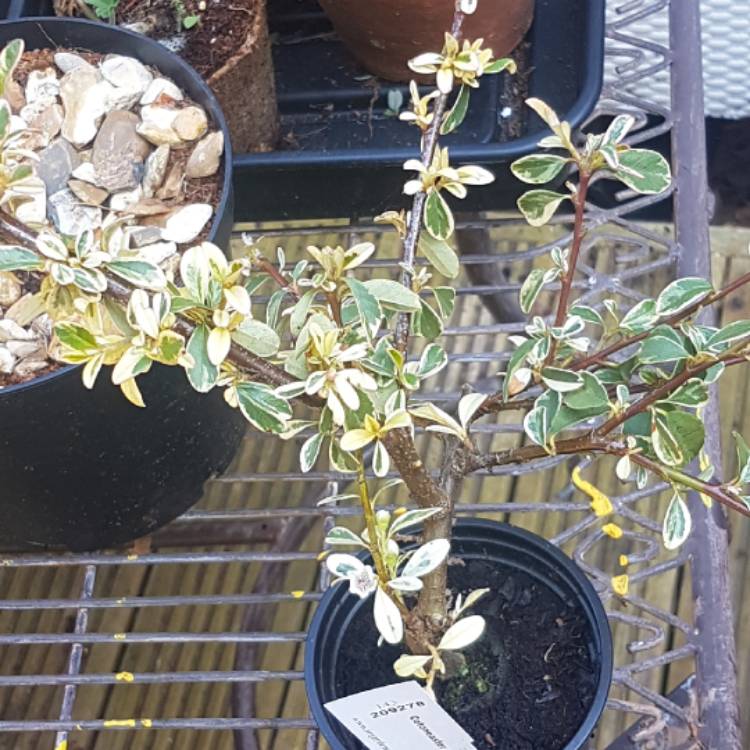 Plant image Cotoneaster x suecicus 'Juliette'