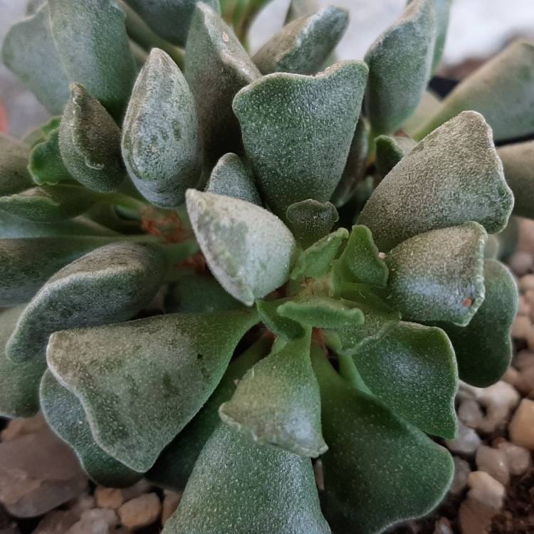 Plant image Adromischus cooperi