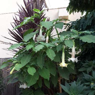 Angel's Trumpet 'Sunray'