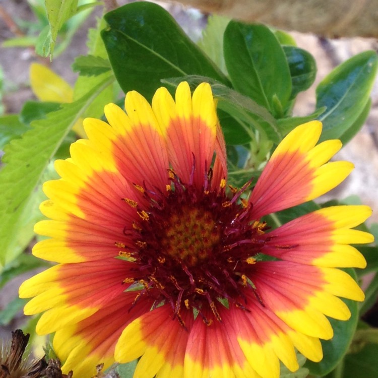 Plant image Gaillardia x grandiflora 'Kobold' syn. Gaillardia 'Kobold', Gaillardia x grandiflora 'Goblin', Gaillardia 'Goblin'