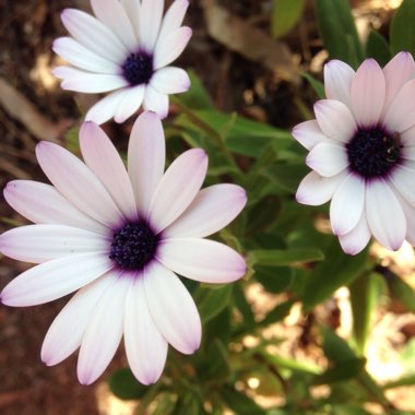 Osteospermum