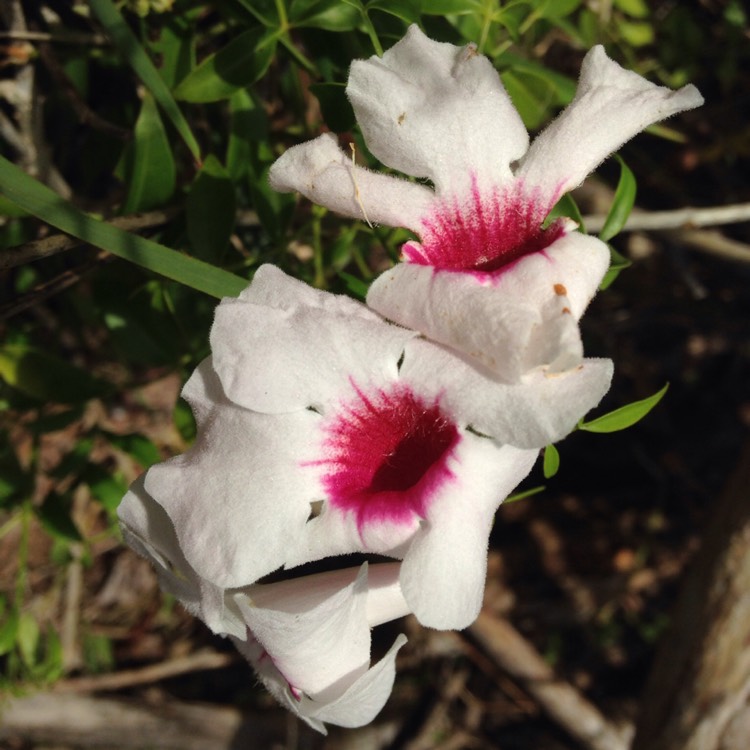 Pandorea Jasminoides Charisma Bower Vine Charisma Uploaded By