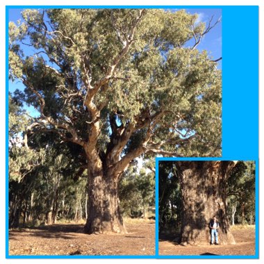 Eucalyptus archeri