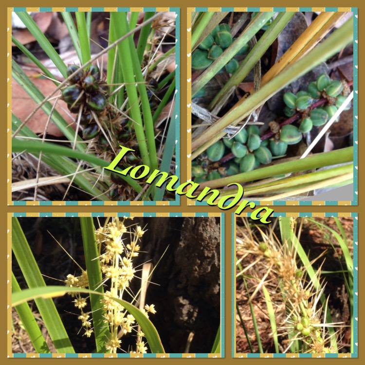 Plant image Lomandra Confertifolia