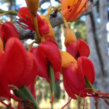 Castanospermum australe  syn. Castanospermum brevivexillum ; Castanospermum australe var. brevivexillum