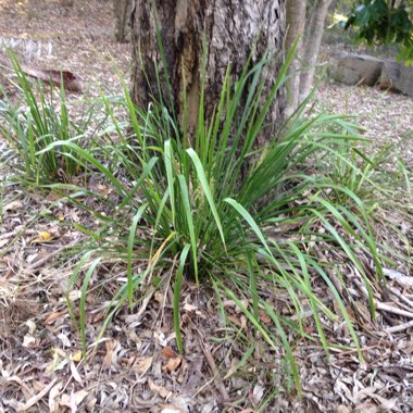 Lomandra longifolia