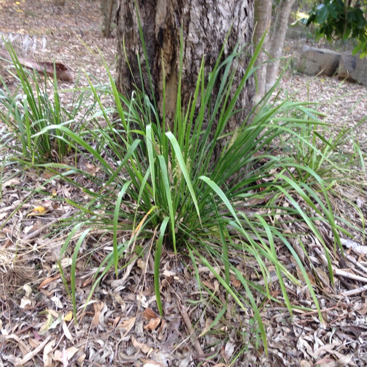 Plant image Lomandra longifolia