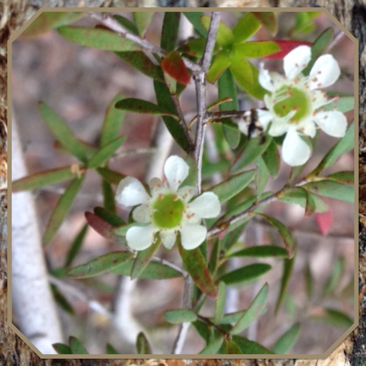 Plant image Leptospermum