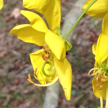 Koelreuteria Paniculata