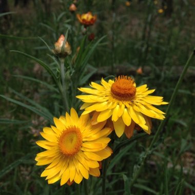 Xerochrysum bracteatum  syn. Helichrysum bracteatum, Bracteantha bracteata