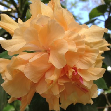 Hibiscus rosa-sinensis 'Mrs Andreasen'