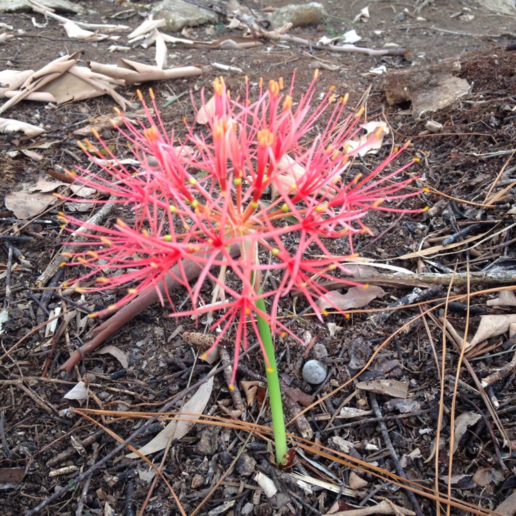 Plant image Scadoxus