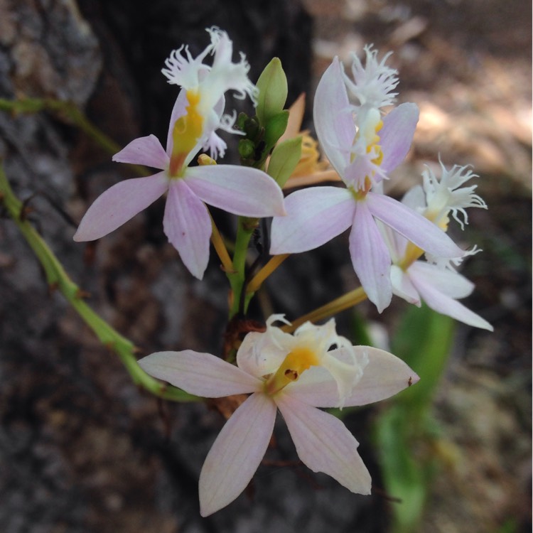 Plant image Epidendrum