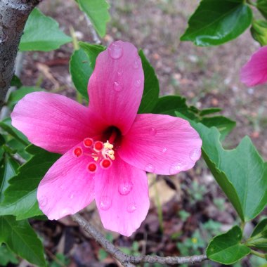 Hibiscus rosa-sinensis 'Tiny Tina'