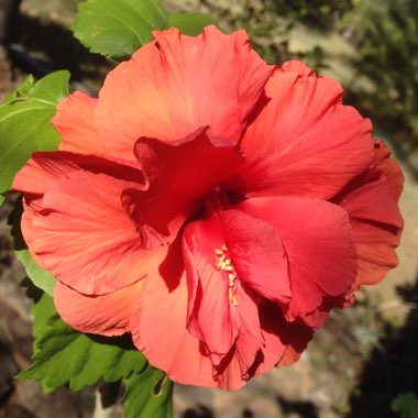 Hibiscus