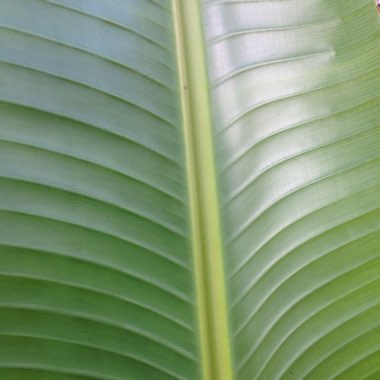 Ravenala madagascariensis