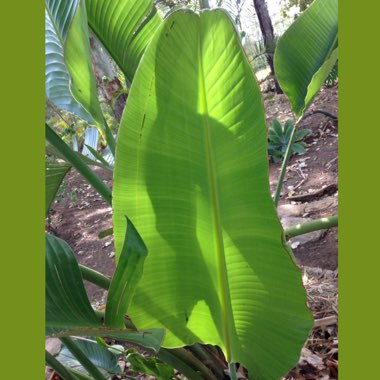 Ravenala madagascariensis