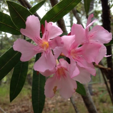 Nerium oleander