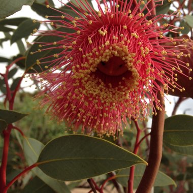 Eucalyptus archeri