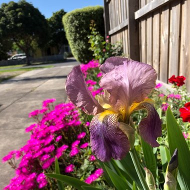 Rosemary's garden