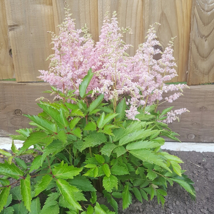 Plant image Astilbe 'Flamingo'