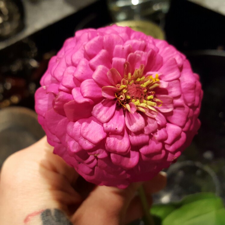 Zinnia