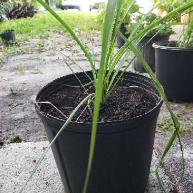 Lemon Grass