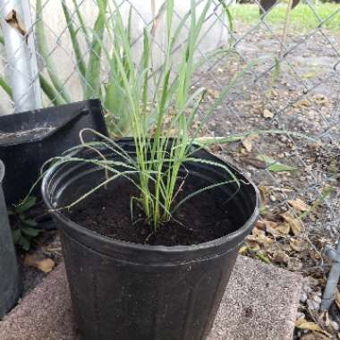 Lemon Grass