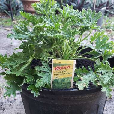 Pelargonium 'Citronella' (Scented)