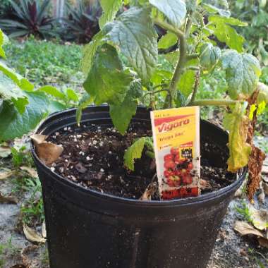 Tomato 'Minibel' (Cherry Tomato)