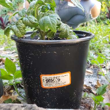 Tomato 'Minibel' (Cherry Tomato)