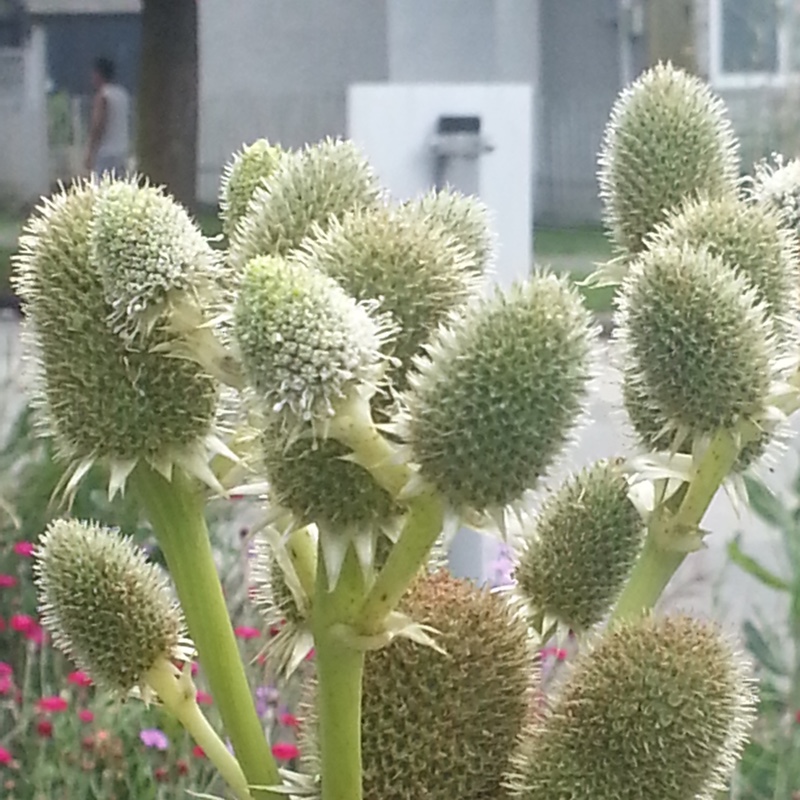 Plant image Eryngium yuccifolium