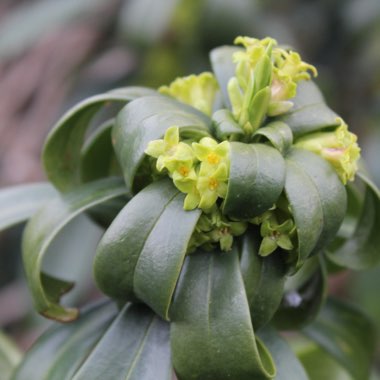 Plant image Daphne laureola subsp. philippi