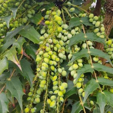 Mahonia 'Winter Sun'