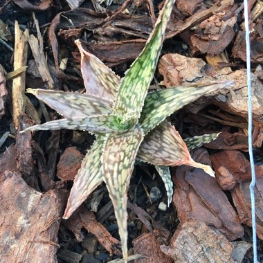 Aloe 'Bright Star'