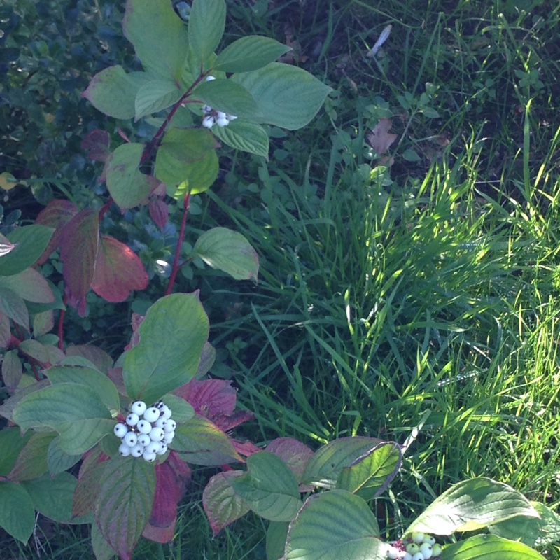 Red-barked dogwood