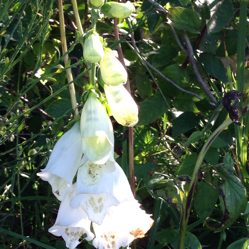 White foxglove