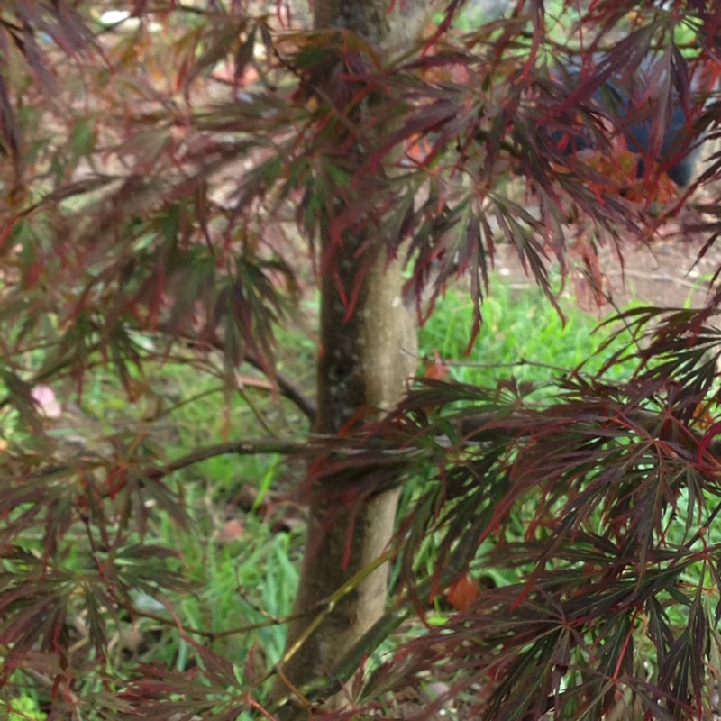 Cut Leaf Japanese Maple 'Dissectum'