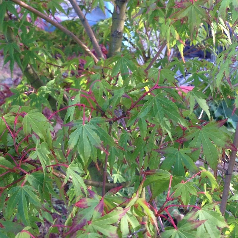 Japanese Maple 'Osakazuki'