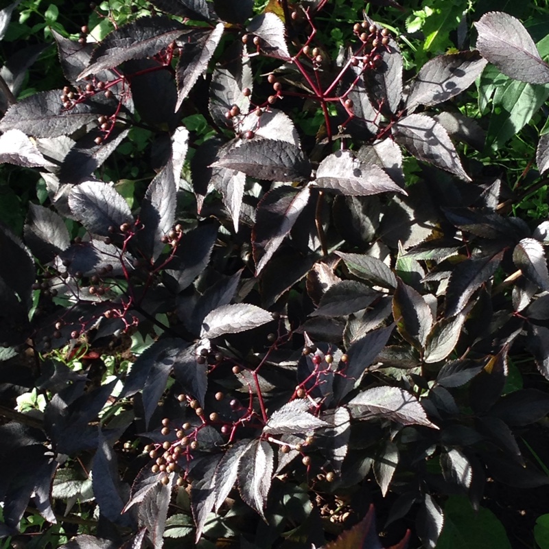 Elder 'Black Lace'