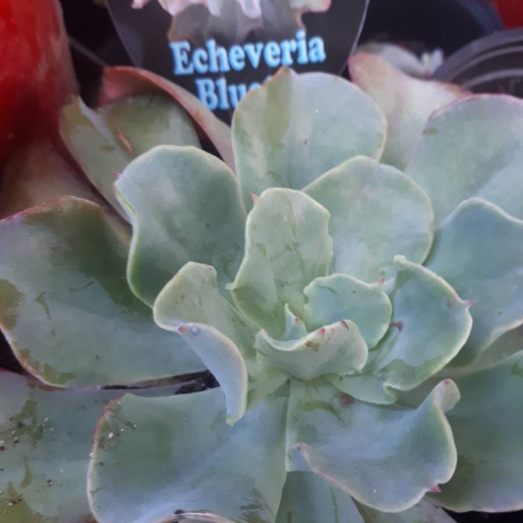 Plant image Echeveria Blue Lagoon