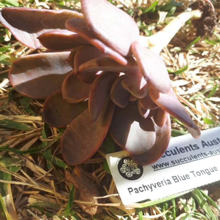 Plant image x Pachyveria 'Blue Tongue' syn. Graptoveria 'Blue Tongue'