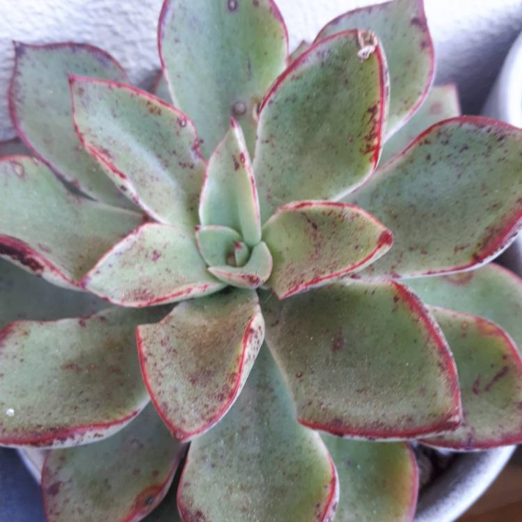 Plant image Echeveria Riga