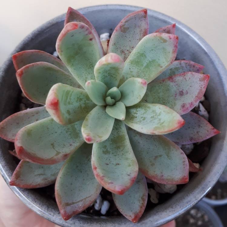 Plant image Echeveria Cleone