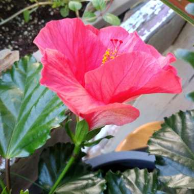 Tropical Hibiscus