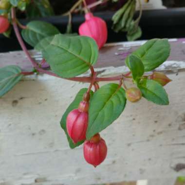 Fuchsia (Half-Hardy)