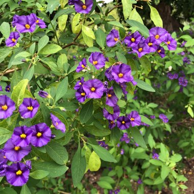 Solanum rantonnetii