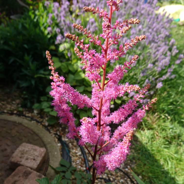 Plant image Astilbe chinensis var. pumila