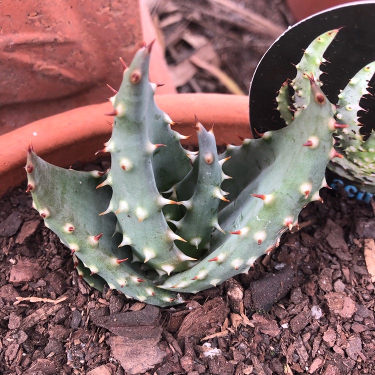 Plant image Aloe aculeata 'White Thorns'